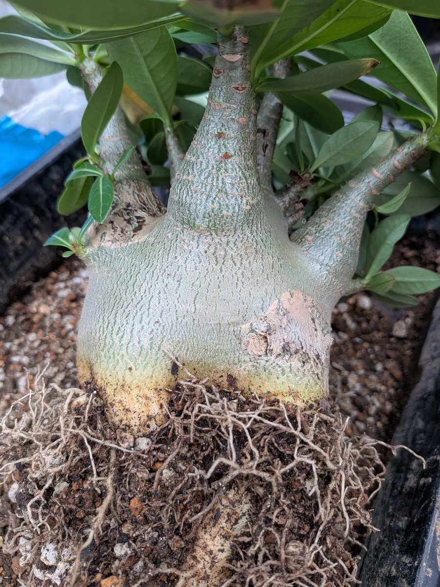 Gashu's tweet photo. アデニウム・アラビカム　ゴジ
剪定なしで地上部が太る。
縦に伸びない。
2枚目のブラックゴールドクラウンは地下部が丸っと太る。
オベス��の特徴が出てる。
アデニウムは剪定しないで楽しみたい。
#アデニウム https://t.co/wPonerTWgx
