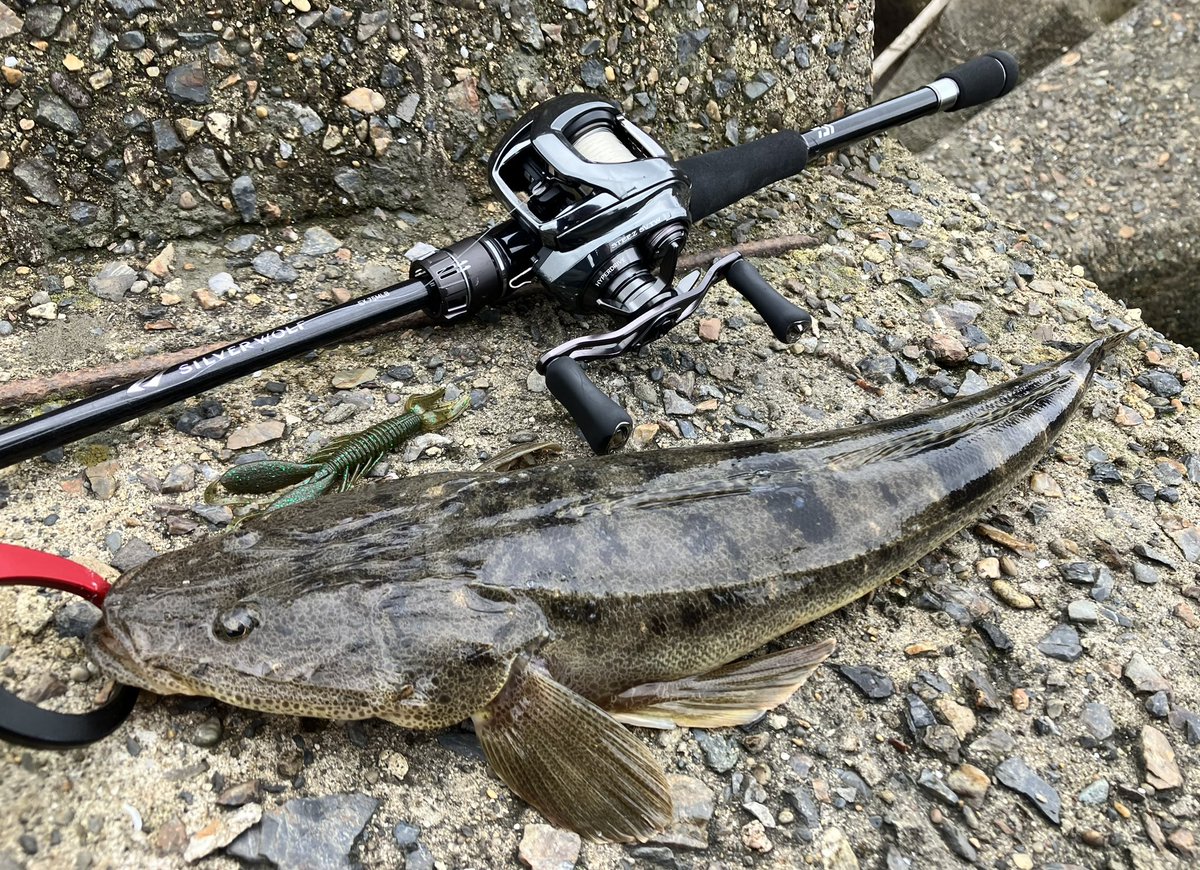 Sumida_Walker's tweet photo. AR川🎣
マゴチとセイゴで終了
チヌはどこへ…😭

ドライブホッグSW 牡蠣瀬クロー
10g フリーリグ https://t.co/JshUewAkFx