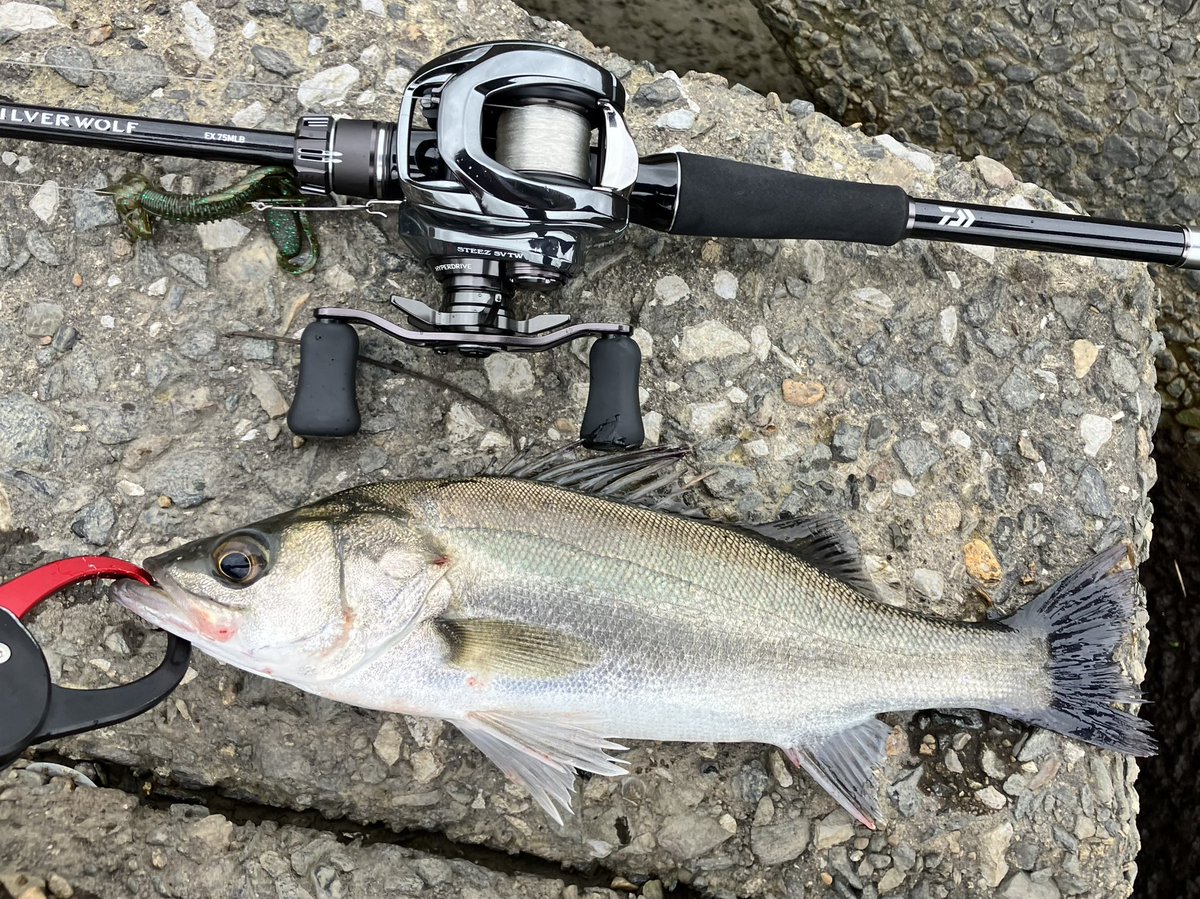 Sumida_Walker's tweet photo. AR川🎣
マゴチとセイゴで終了
チヌはどこへ…😭

ドライブホッグSW 牡蠣瀬クロー
10g フリーリグ https://t.co/JshUewAkFx