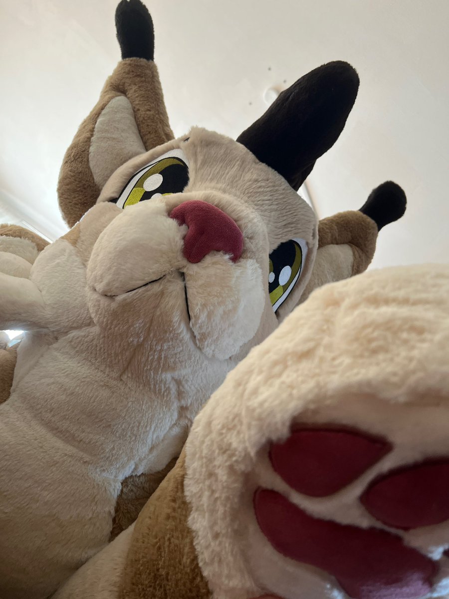 FluffPuffGer's tweet photo. The new refined Lyra XXL Plush Prototype showed up! :3
We just need to finalize some details and we would be ready to go.

We also will offer her partially stuffed for affordable US Shipping. 

She is crafted by a small German company all by hand! :3

#plush #plushie #cat https://t.co/Ija324Ll8v