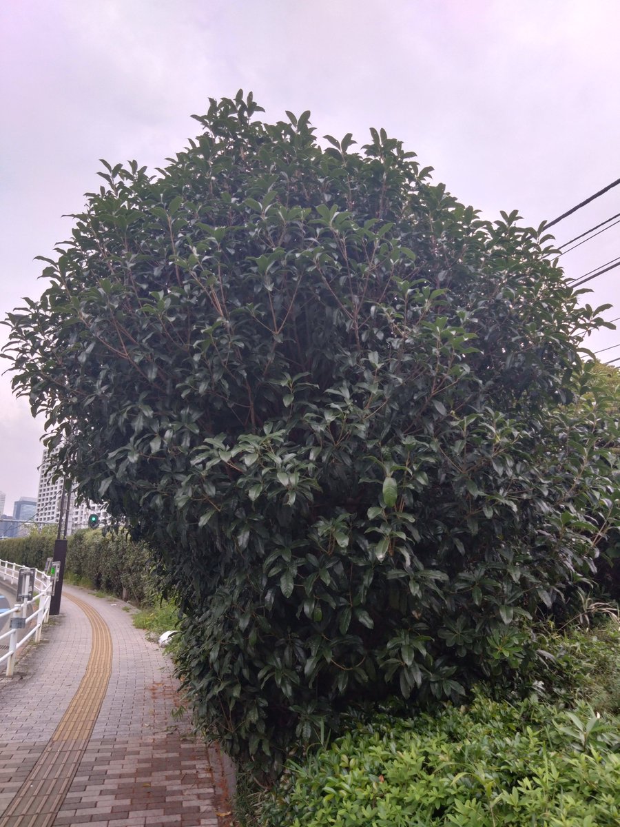 mako_chachacha's tweet photo. Sunday Afternoon の ブラまこつ👣
今年はキンモクセイ終わるの早くね？
跡形も無い😅
去年は10月中旬が見頃だったような気がするが… https://t.co/novXd8KzpX