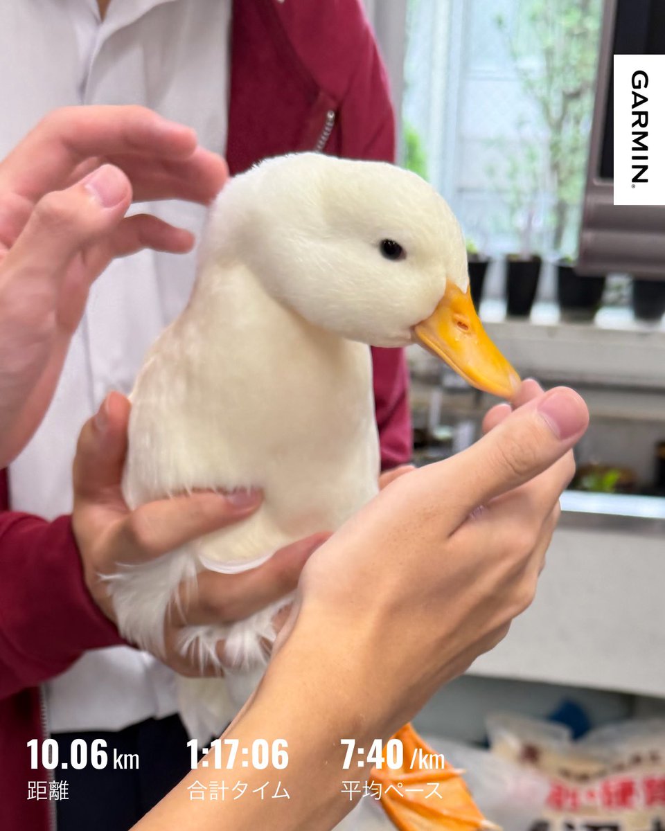 ryoden_run's tweet photo. 昼ラン。
今日は疲れを取るためゆるゆると走ってきました。

午前中は長女の高校学園祭見学、午後は次女と地元の祭で屋台巡りと忙しかったですが充実した1日でした。

学園祭の生物部でアヒルを触らせてもらいましたが、ふわふわして気持ち良かったです。
#昼ラン #ランニング #ジョギング https://t.co/Ws29xcgab3
