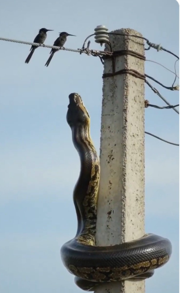 ThinkBetterNow7's tweet photo. Ever wondered why birds can sit on power lines without getting electrocuted? 🤔⚡

The answer is all about voltage difference.

But this photo makes the question even more interesting…
Would you have the courage to get this close? 🐍 https://t.co/aqckMeGVpZ
