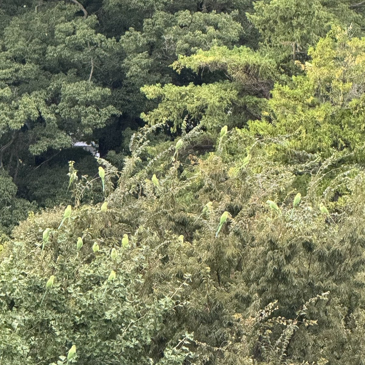 boyofdaruma's tweet photo. なんか近所にインコが大量発生してるんですが、東京では普通なんですか？ https://t.co/DPH827zOEJ