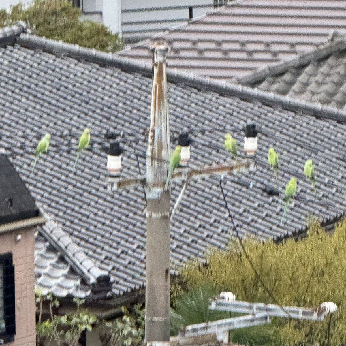 boyofdaruma's tweet photo. なんか近所にインコが大量発生してるんですが、東京では普通なんですか？ https://t.co/DPH827zOEJ