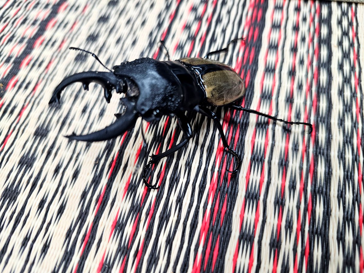 hyper_insect's tweet photo. こんばんは。

たくさんのご来店ありがとうございました。

てんやわんやして物撮りと検品で精一杯で、ポストができませんでした。

インドネシアのWDはこちら
ルデキングツヤクワガタ・ペア
ラコダールツヤクワガタ大歯・ペア
スマトラコーカサス105UP・ペア
ゾンメルツヤクワガタ大歯・ペア https://t.co/H9vle6ym8p