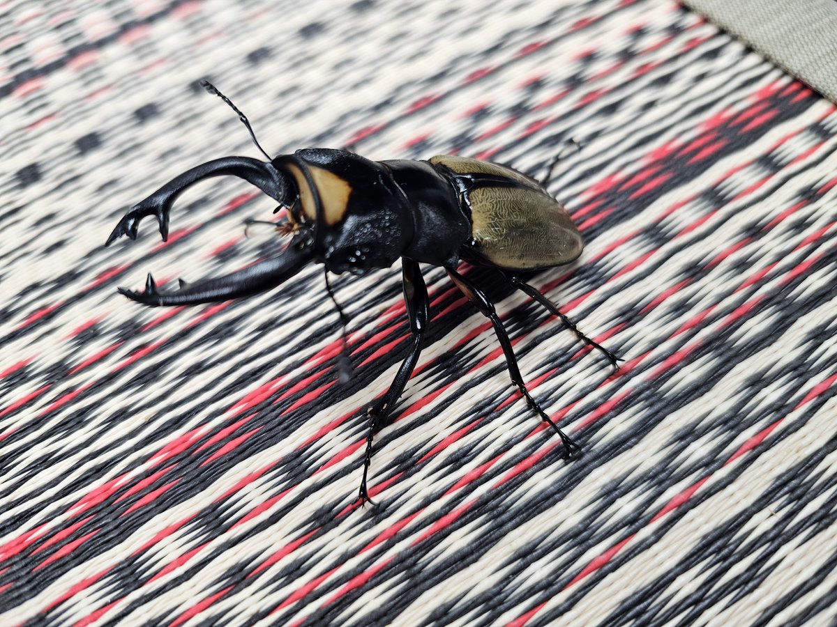 hyper_insect's tweet photo. こんばんは。

たくさんのご来店ありがとうございました。

てんやわんやして物撮りと検品で精一杯で、ポストができませんでした。

インドネシアのWDはこちら
ルデキングツヤクワガタ・ペア
ラコダールツヤクワガタ大歯・ペア
スマトラコーカサス105UP・ペア
ゾンメルツヤクワガタ大歯・ペア https://t.co/H9vle6ym8p