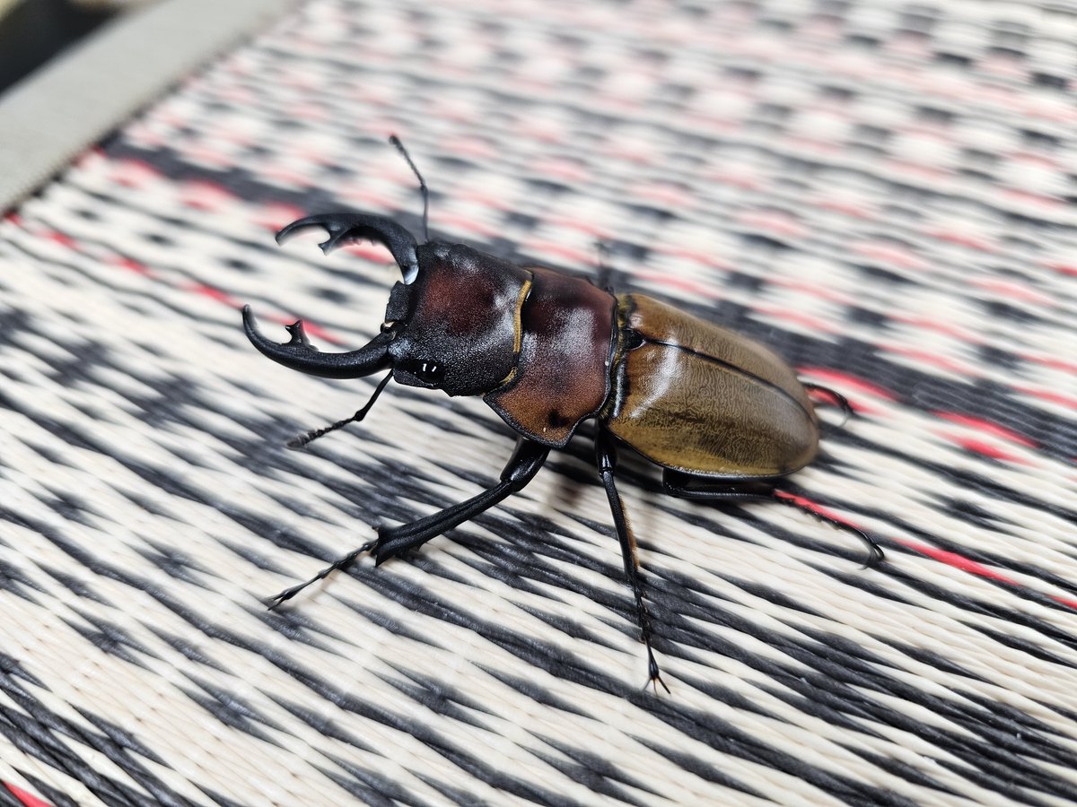 hyper_insect's tweet photo. こんばんは。

たくさんのご来店ありがとうございました。

てんやわんやして物撮りと検品で精一杯で、ポストができませんでした。

インドネシアのWDはこちら
ルデキングツヤクワガタ・ペア
ラコダールツヤクワガタ大歯・ペア
スマトラコーカサス105UP・ペア
ゾンメルツヤクワガタ大歯・ペア https://t.co/H9vle6ym8p