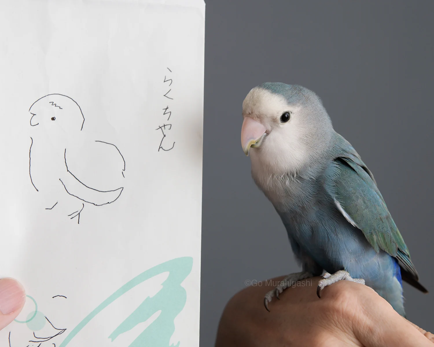 村東剛 (おと写真館) インコのらくちゃんカレンダー2027発売中