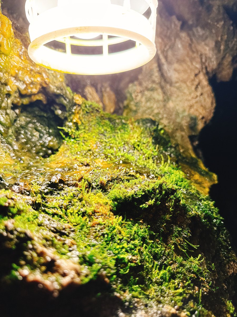 eoheoh_out's tweet photo. そういえば鍾乳洞行った時に撮った苔とか植物 https://t.co/pVEkctYY5F