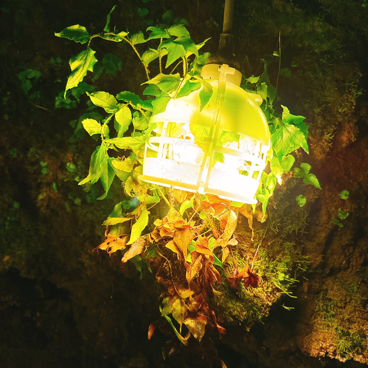 eoheoh_out's tweet photo. そういえば鍾乳洞行った時に撮った苔とか植物 https://t.co/pVEkctYY5F