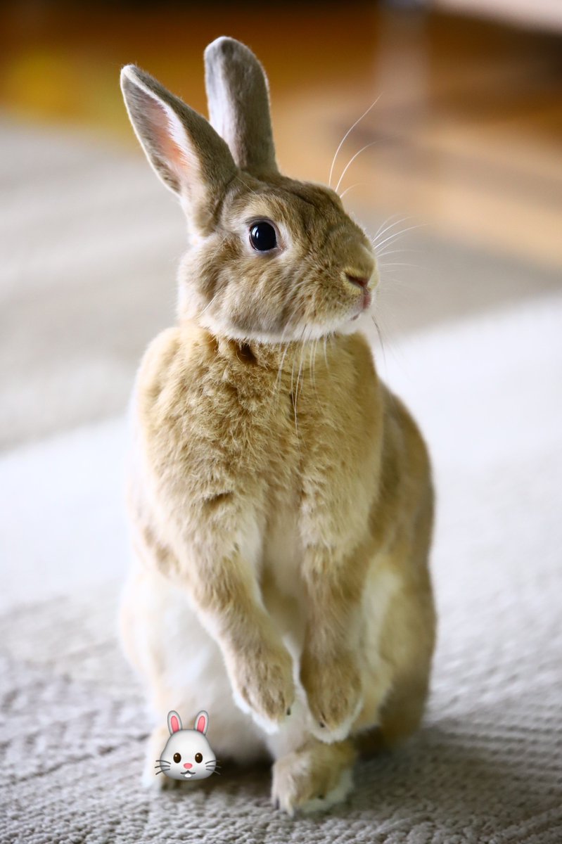 _mgn_351_'s tweet photo. 久しぶりにうさぎ撮ってみた🐰 https://t.co/IZGYd19Vwj