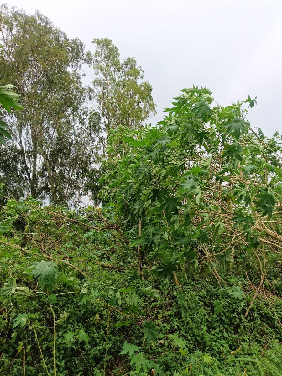 mvvnlAyodhya's tweet photo. विद्युत वितरण खंड दर्शननगर के उपकेंद्र
दर्शननगर के अंतर्गत तेज आंधी में क्षतिग्रस्त खंभों व लाइनो पर मेंटेनेंस का कार्य किया जा रहा है।
@aksharmaBharat
@EMofficeUP
@ChiefSecyUP
@UPPCLLKO
@UppclChairman
@MVVNLHQ
@ChiefAyodhya
#shutdown
#breakdown https://t.co/pcUnn9dy57