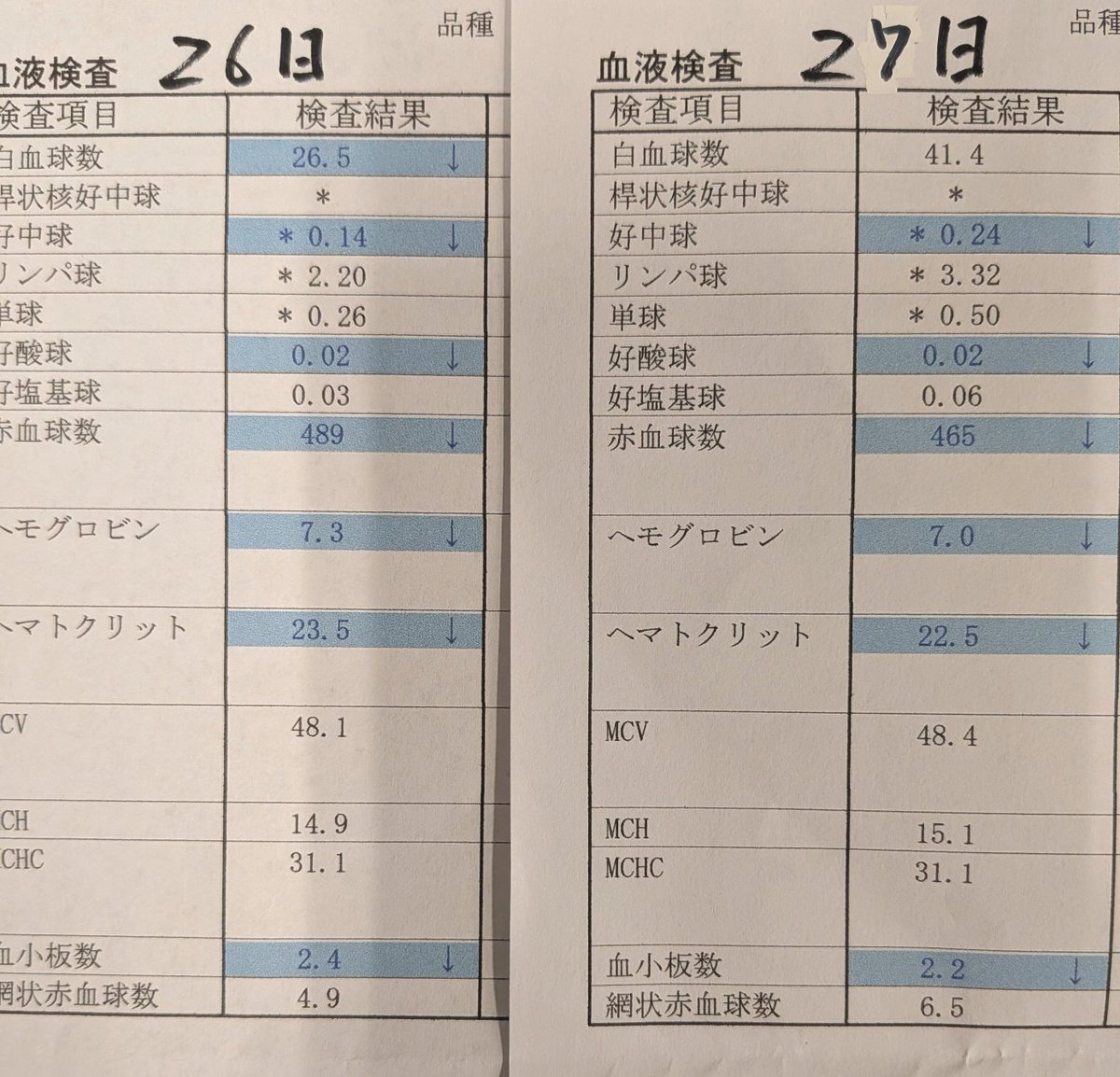 ojm52811's tweet photo. ミケちゃん白血球が昨日の26.5→41.4とかなり増えて標準値に入りました👏👏一方赤血球は日毎に減少していますのでエポベットを注射していただきました。ただ、エポベットは腎性貧血に対して使われる薬なのでミケちゃんに効果があるかはやってみないとわかりません。再度の輸血の選択肢も提示されました。骨髄検査で骨髄の機能を調べるにしても今の状態ではミケちゃんに負担が大きいので輸血で数値を上げる必要があるとの説明でした。明日もまたヘモグロビン、ヘマトクリット等の数��が下がっているようなら輸血も考えなければいけません。ミケちゃん自身は白血球が増えたからか今日は最近になく元気に過ごしてくれました😊
ミケちゃん「ふぅ〜、なかなか上手くいかないわ。でもごはんが美味しく食べられたし良しとしよっと。みんな褒めてね〜(⁠◍⁠•⁠ᴗ⁠•⁠◍⁠)」