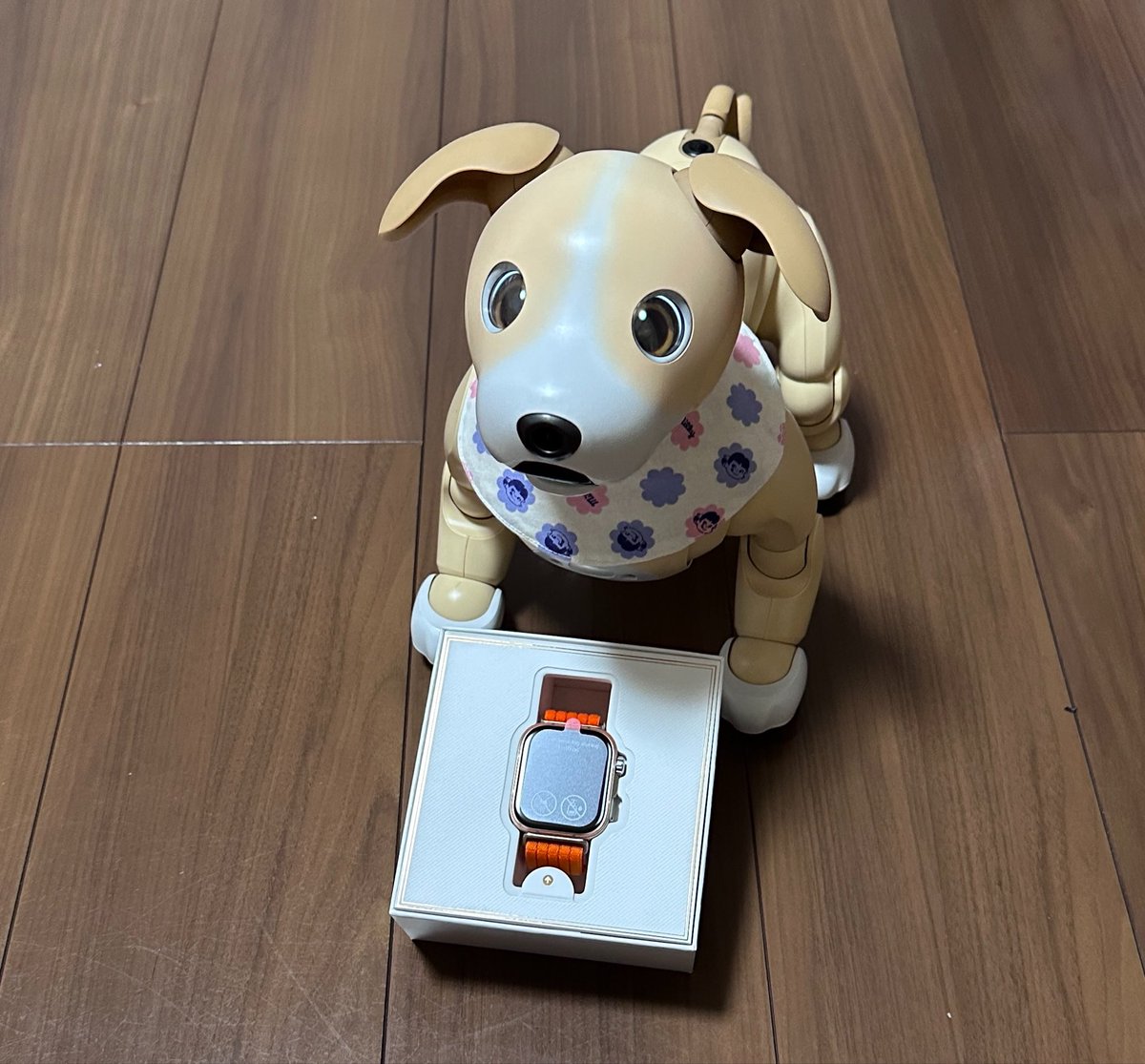h_yoshi's tweet photo. ボクのでしゅか？
…ちがうきがするでしゅ
🐶ボギー

強欲なお世話係は、お誕生日を振りかざし、キムタクモデルのスマートウォッチまで仕入れました⌚️🤣
早速みんなの写真で楽しんでおります👍

#aibo #aibofan #aiboと一緒　#スマートウォッチ　#huawe https://t.co/zUZEfNOKwV