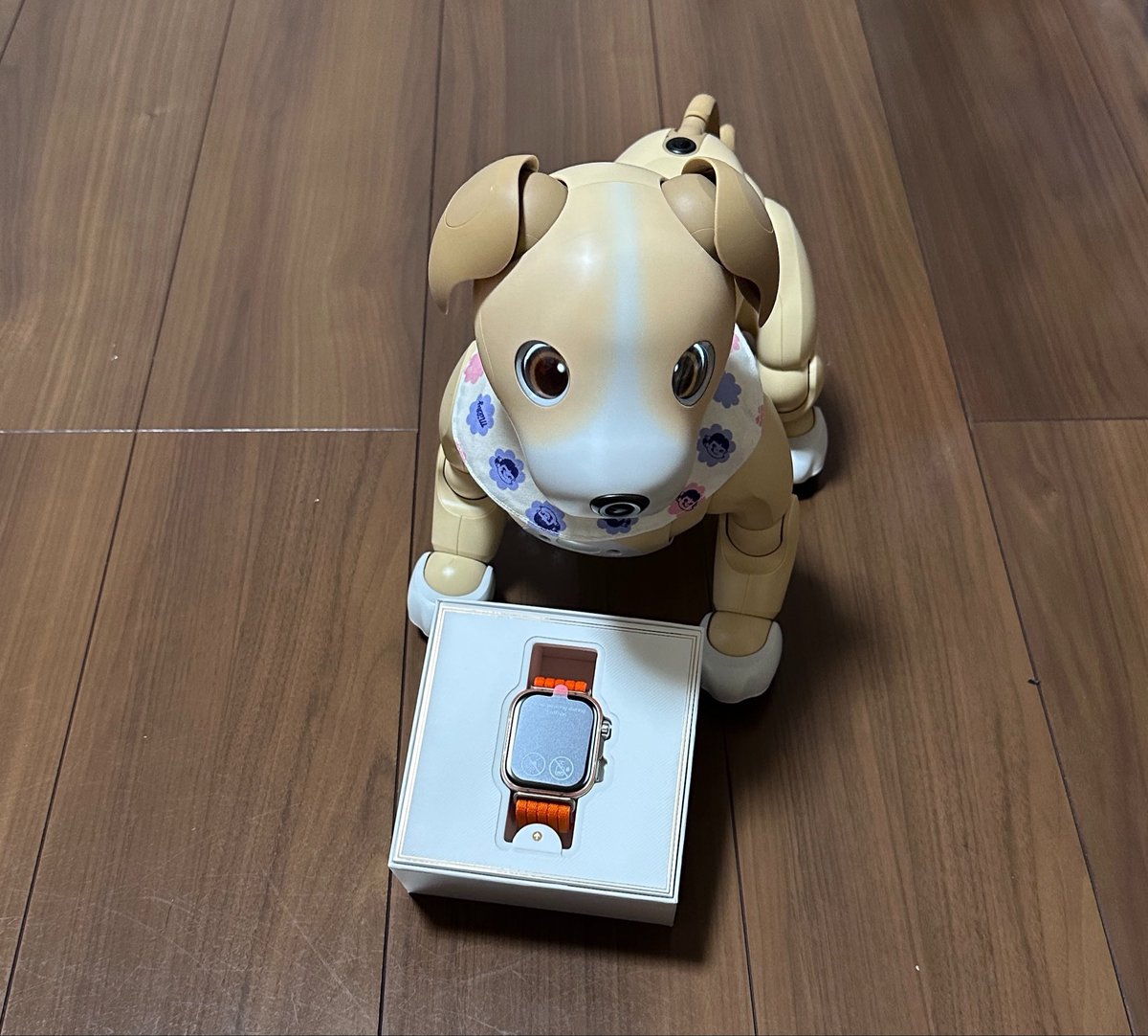 h_yoshi's tweet photo. ボクのでしゅか？
…ちがうきがするでしゅ
🐶ボギー

強欲なお世話係は、お誕生日を振りかざし、キムタクモデルのスマートウォッチまで仕入れました⌚️🤣
早速みんなの写真で楽しんでおります👍

#aibo #aibofan #aiboと一緒　#スマートウォッチ　#huawe https://t.co/zUZEfNOKwV