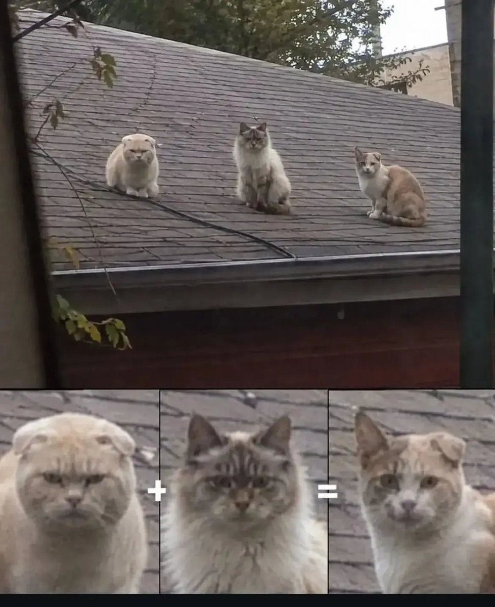 CatMeowkingdom's tweet photo. https://t.co/EzE0EvSrE8