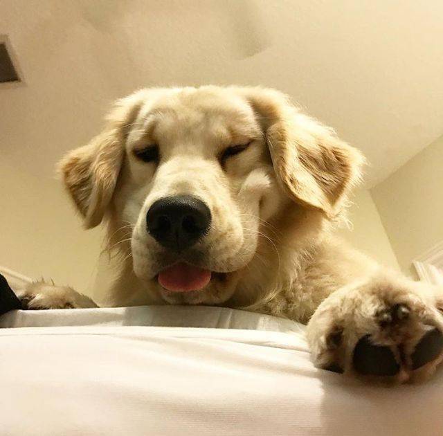 nicoalex990008's tweet photo. My golden retriever greeted me at the door with a toy and a wet nose after a long workday—best part of every single day https://t.co/EsOWjM0OOC