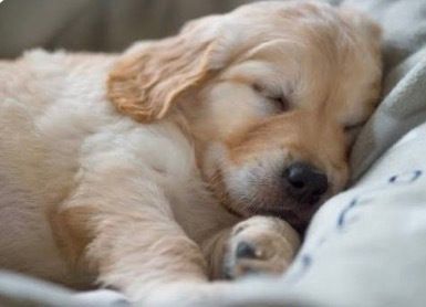 chorleyguidedog's tweet photo. #SleepySunday. This little one looks sound asleep! Shhh!  We don’t want to wake her!

#Chorley #GuideDogsUK #GuideDogs #GuideDogsForTheBlind https://t.co/YN4e1TSgF0