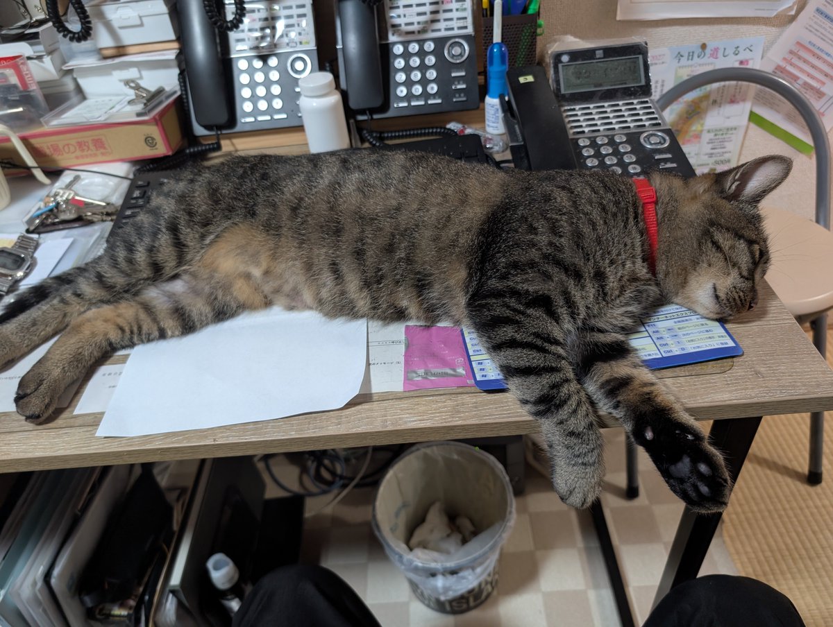 ohhowz's tweet photo. どこで寝ているのさ… (-_-;)

#キジトラ　　#春乃しまじろう
#猫好きさんと繋がりたい
#猫のいる暮らし https://t.co/No2L6xenLE