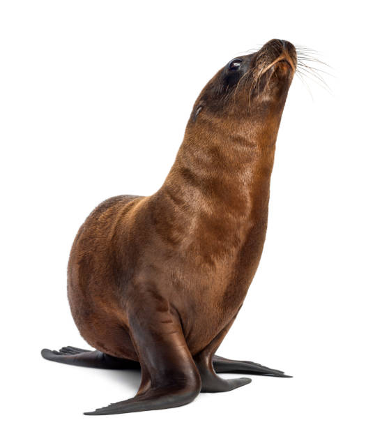 BrianRheinctpc's tweet photo. 鹿が渓谷のほとりで静かに眠る。 https://t.co/gpcXsgs8yD