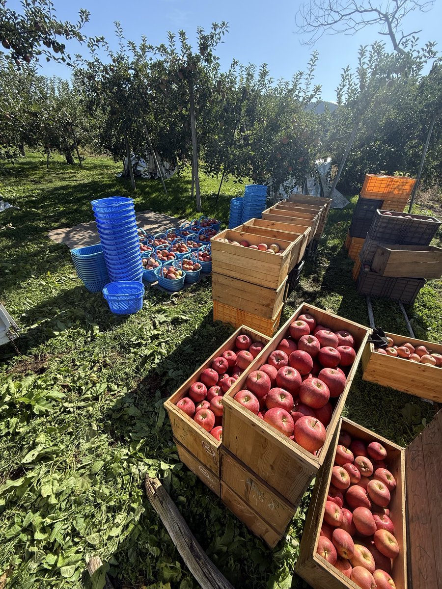 cauntack's tweet photo. 今日は朝から🍎もぎもぎ
弘果に持って行って
帰ったらツル回し
終わったら葉取り
疲れた😓 https://t.co/VWBpArrQRg