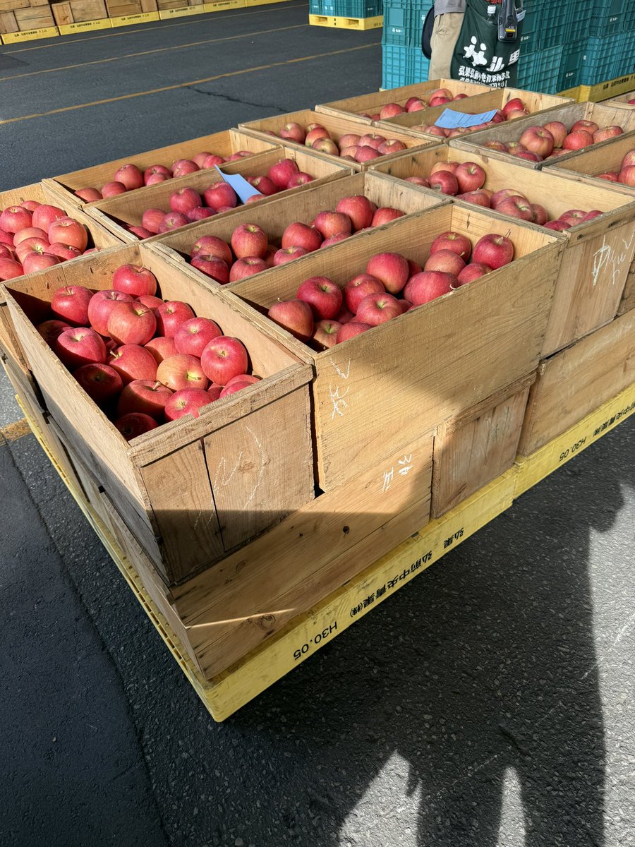cauntack's tweet photo. 今日は朝から🍎もぎもぎ
弘果に持って行って
帰ったらツル回し
終わったら葉取り
疲れた😓 https://t.co/VWBpArrQRg