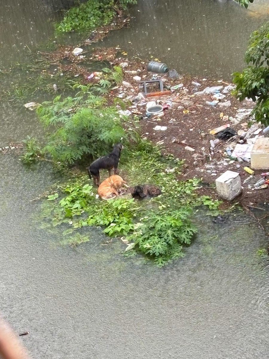 malimalineee's tweet photo. 3 คืนแล้วที่หมากลุ่มนี้แช่น้ำอยู่ตรงนี้ จนตอนนี้บางตัวจะไม่ไหวแล้วมีอาการเริ่มทรุดลงเพราะฝนตกและอากาศเย็นตลอด

ผู้โพสต์พยายามติดต่อหน่วยงานทุกที่แล้วแต่ไม่มีใครเข้ามาเลย ใครพอจะช่วยเคสนี้ได้ไหมคะ หมากลุ่มนี้จะไม่ไหวแล้วค่ะฝนตกไม่พักเลยเขาไม่มีที่หลบด้วย ตอนนี้พวกเขาแช่น้ำกันอยู่ 

ผู้ฝากโพสแจ้งว่าเมื่อคืนนี้ฝนตกทั้งคืนพวกเขาร้องน่าสงสารมาก ไม่มีคนช่วยเขาเลย ได้โปรดช่วยแชร์หาคนใจดีช่วยเหลือน้องด้วย เพราะเขาหนาวจนจะไม่ไหวแล้วค่ะ

#แฟลตคลองจั่นอาคาร28 (น้องติดอยู่หลังอาคาร) #บางกะปิ #ปากซอยเสรีไทย5 #กรุงเทพ 

แผนที่ https://t.co/zBKa0QZBNf

สอบถามเส้นทางได้ที่
เบอร์ 095-530-7915

มีน้องบางตัวเริ่มจะไม่ไหวแล้วเพราะเขาแช่น้ำอยู่ตลอดเวลา 1 แชร์ของเพื่อนๆอาจจะมีคนใจดีเข้ามาช่วยน้องก็ได้