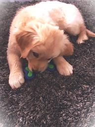 CuadradoLouise's tweet photo. bonjour à tous voici Belle petite comme le temps a défilé j'en reviens pas c'est en voyant photos à tous merci pour tout❤️🍀😘#animaux https://t.co/p02AY8MV1i