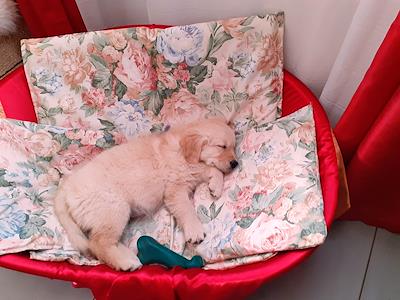 CuadradoLouise's tweet photo. bonjour à tous voici Belle petite comme le temps a défilé j'en reviens pas c'est en voyant photos à tous merci pour tout❤️🍀😘#animaux https://t.co/p02AY8MV1i