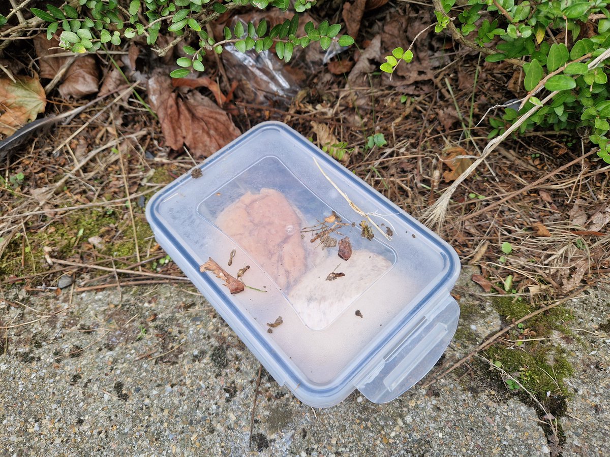 EBS023's tweet photo. Gisteren opweg naar een verjaardag toch wat opmerkelijke dingen tegengekomen. Broodtrommel, drinkfles in de struiken een ballon in de sloot en bierflesjes op het fietspad. Gelukkig had ik het stokkie mee...
#Supportervanschoon #TrashWalking #zwerfie #Poortugaal #Albrandswaard https://t.co/GebVwZF3PB