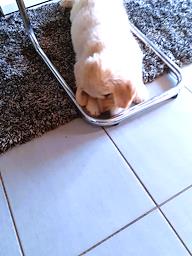 CuadradoLouise's tweet photo. bonjour à tous voici Belle petite comme le temps a défilé j'en reviens pas c'est en voyant photos à tous merci pour tout❤️🍀😘#animaux https://t.co/p02AY8MV1i
