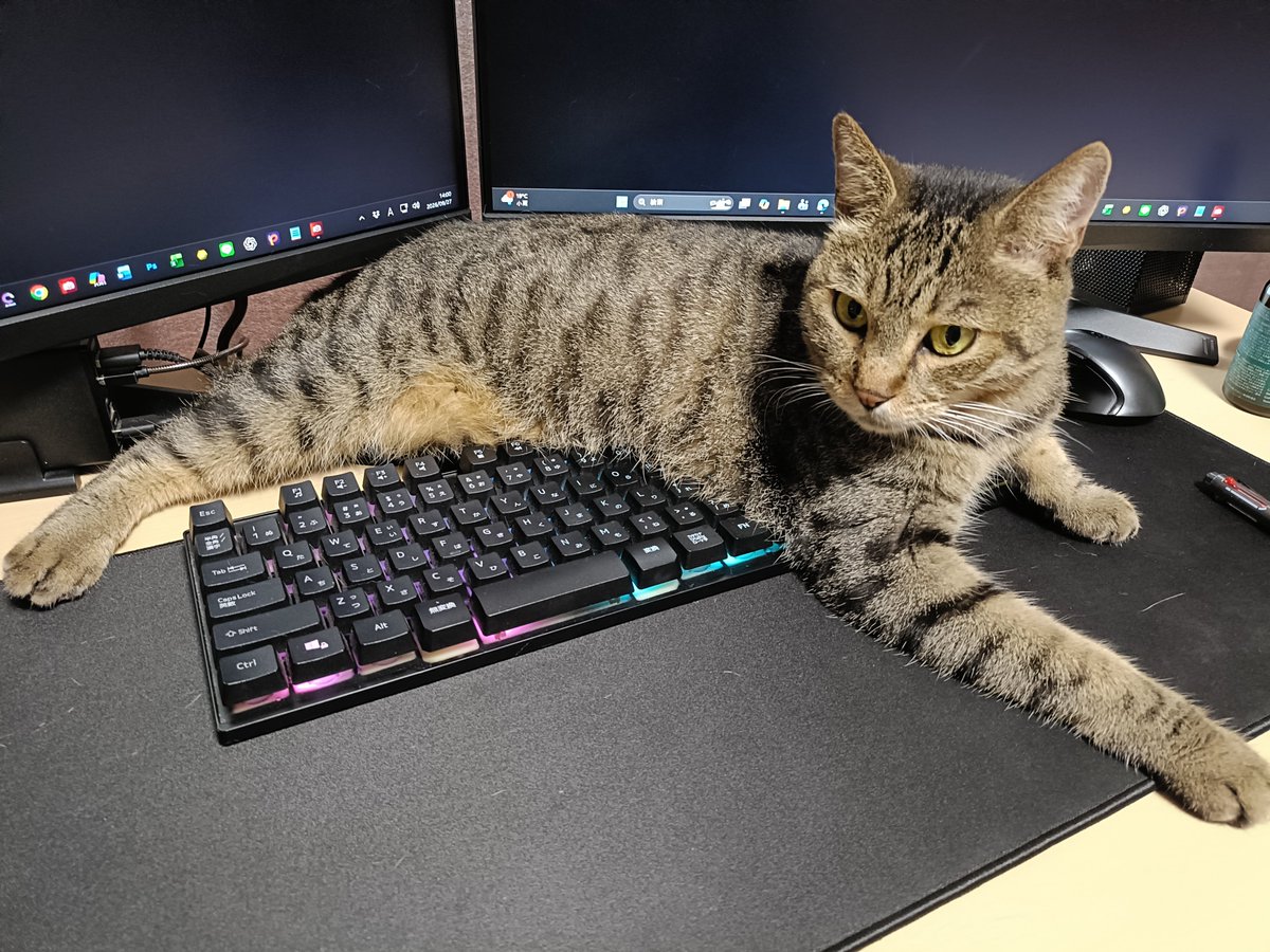 kurofune_studio's tweet photo. お仕事させてもらえません(みゆ)⁡
⁡⁡
⁡#猫 #cat #猫社長 #猫のいる会社 #cute https://t.co/T4POEab1PY