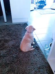 CuadradoLouise's tweet photo. bonjour à tous voici Belle petite comme le temps a défilé j'en reviens pas c'est en voyant photos à tous merci pour tout❤️🍀😘#animaux https://t.co/p02AY8MV1i