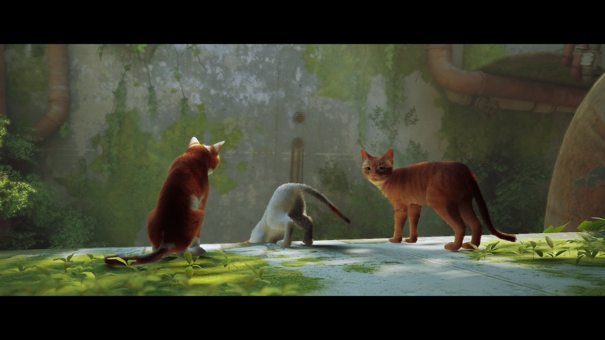chenxiun's tweet photo. cuking 🐈🐈‍⬛ https://t.co/POXGvNpwL4