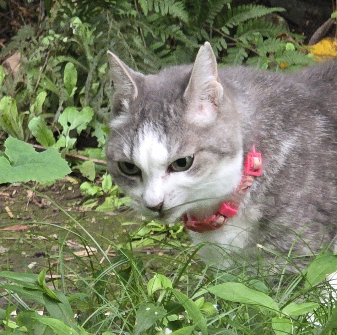 akisa_f's tweet photo. ひとんちの猫。 https://t.co/pwM7RMQKel
