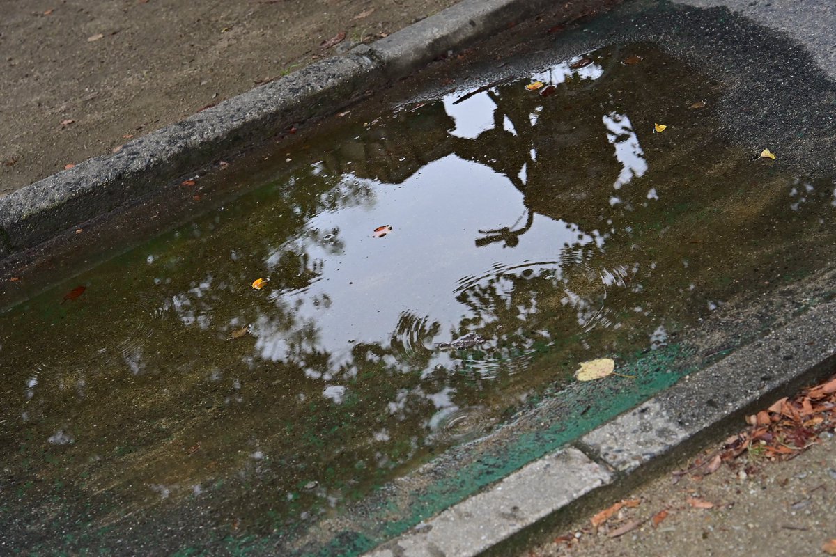 harvenir's tweet photo. 散歩してたら見かけた
雨上がりの水たまりの上を走ってる学生達。

水パシャンした瞬間撮ったろ！と思ってさりげなく構えて待ってたら
みんなジャンプで跨いで行くんかーーーい！！ https://t.co/M38PURYLlb