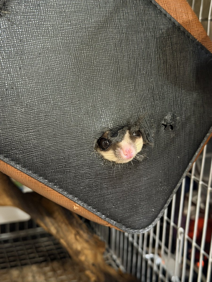 BuccoRoth's tweet photo. 小屋の掃除が終わったのか様子をうかがうだいふく。 https://t.co/kEhl1WXy1A