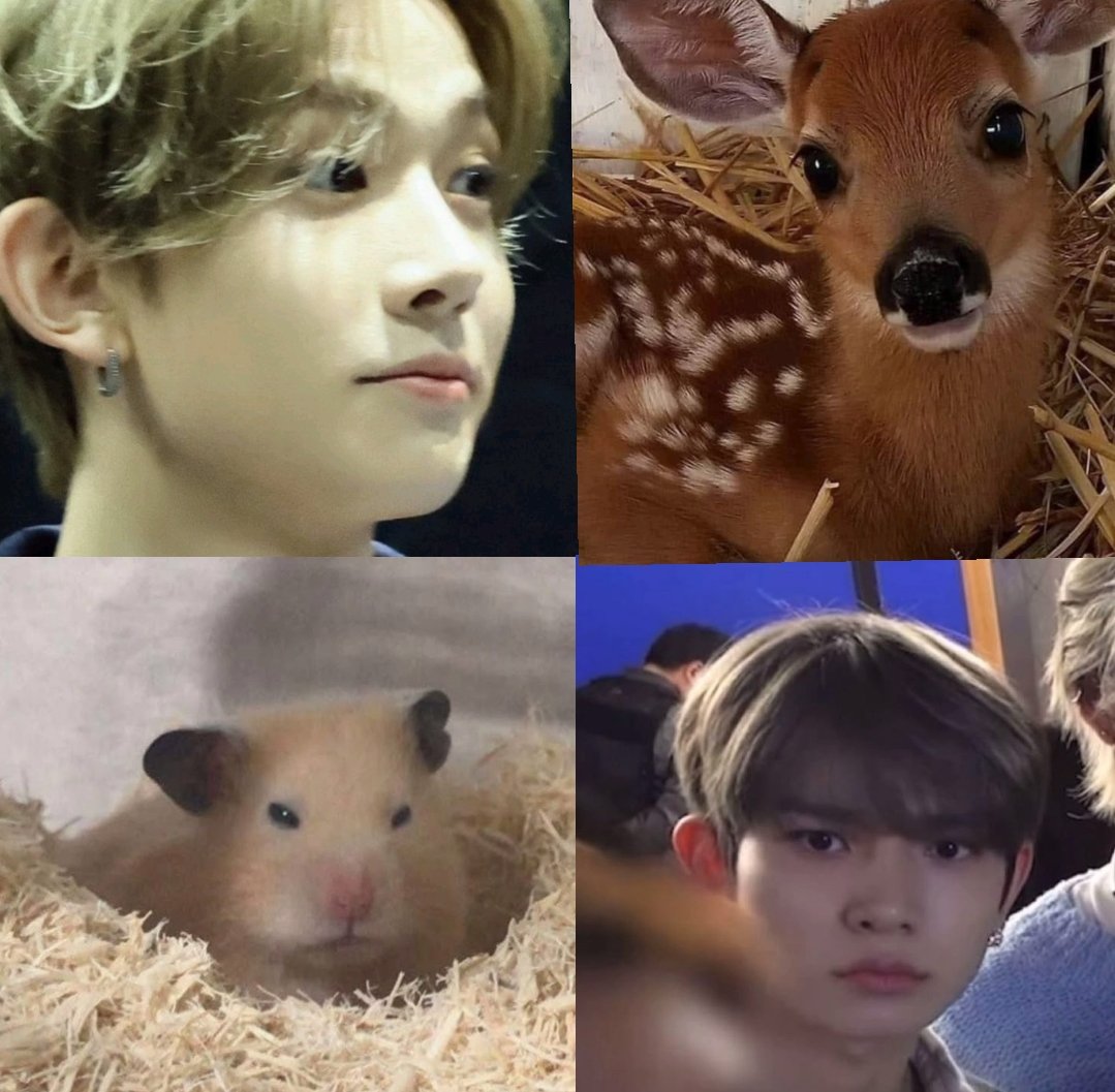 heesecams's tweet photo. i love how heeseung is so deer, hamster, bunny, cat, dog, seal, ferret, squirrel, hedgehog coded like yeah he's allat https://t.co/sfxJTAhxQh