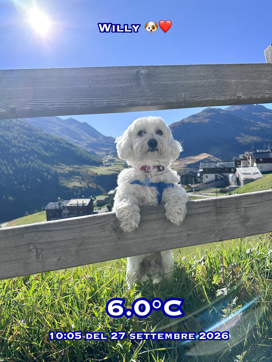 TuttoLivigno's tweet photo. Ciao a tutti, buona domenica da Trepalle, posto bellissimo ❤️👋
#willylivigno #trepalle #maltesedog https://t.co/XGLJJsrMly