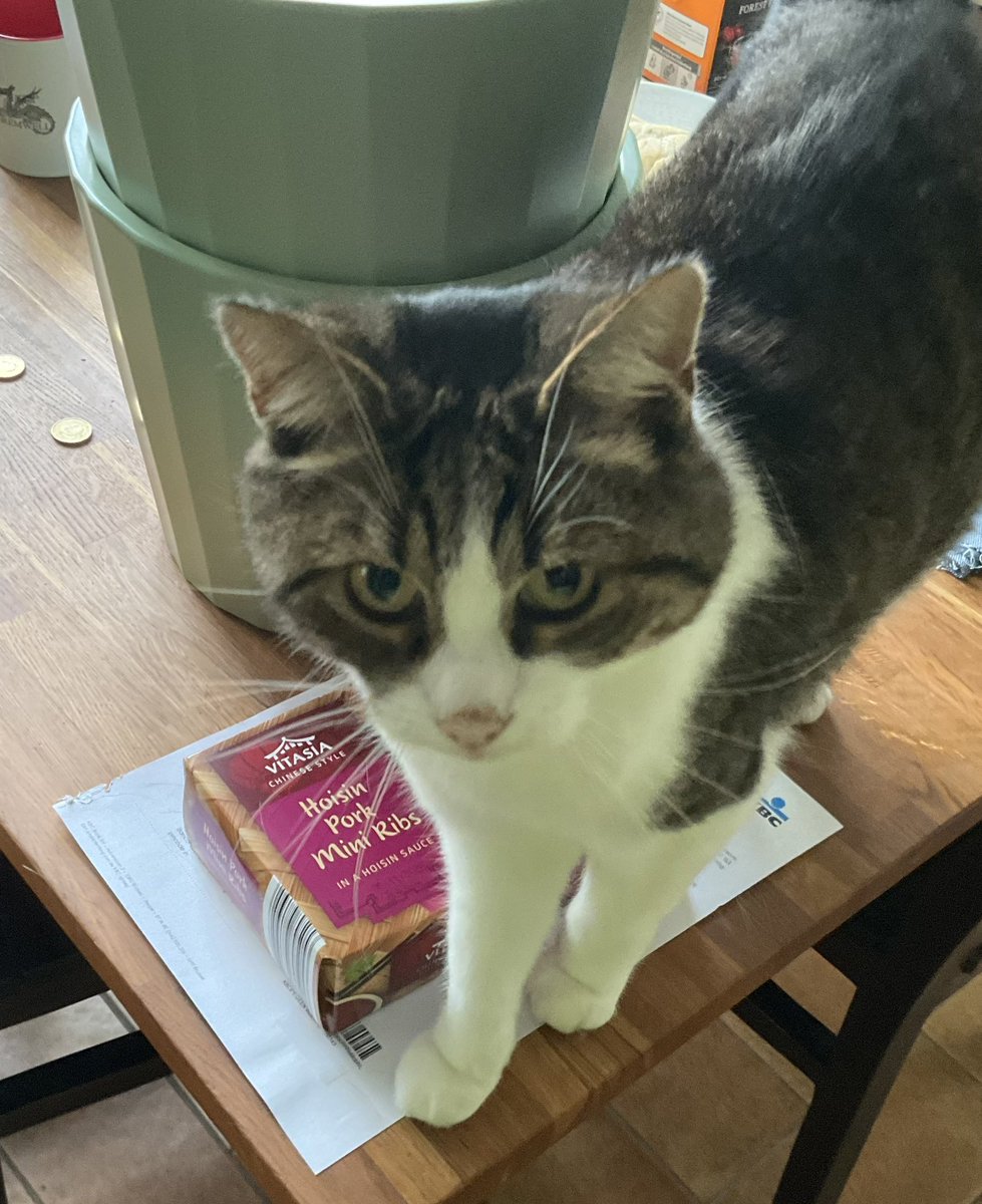 lavvernity's tweet photo. bro this car keeps begging for for food and scratching the pork ribs package and MIND U he has food in his bowl RIGHT NOW https://t.co/94l8xXUEN3