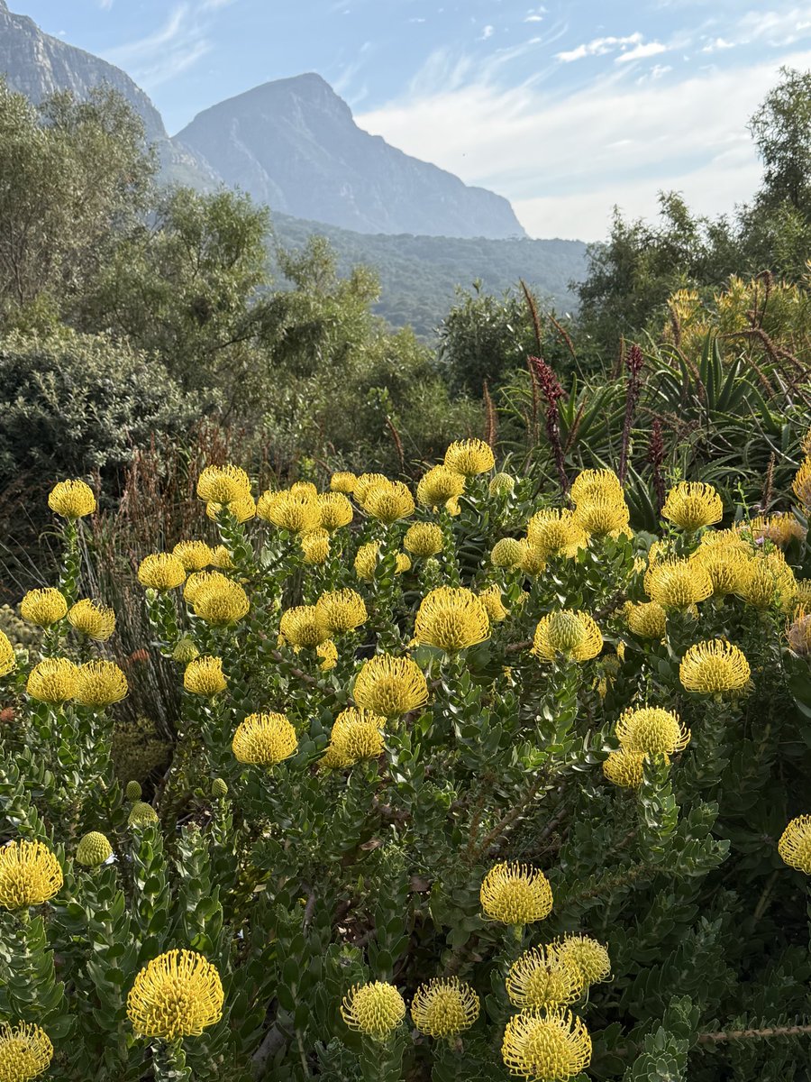 JudeStevens's tweet photo. Happy days, it’s #SundayYellow 🙌💛🌼💛 https://t.co/RTsO958RjF