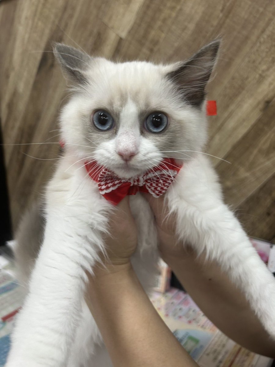 yk_pero's tweet photo. お迎えします😾 https://t.co/36Xp19Zy4u