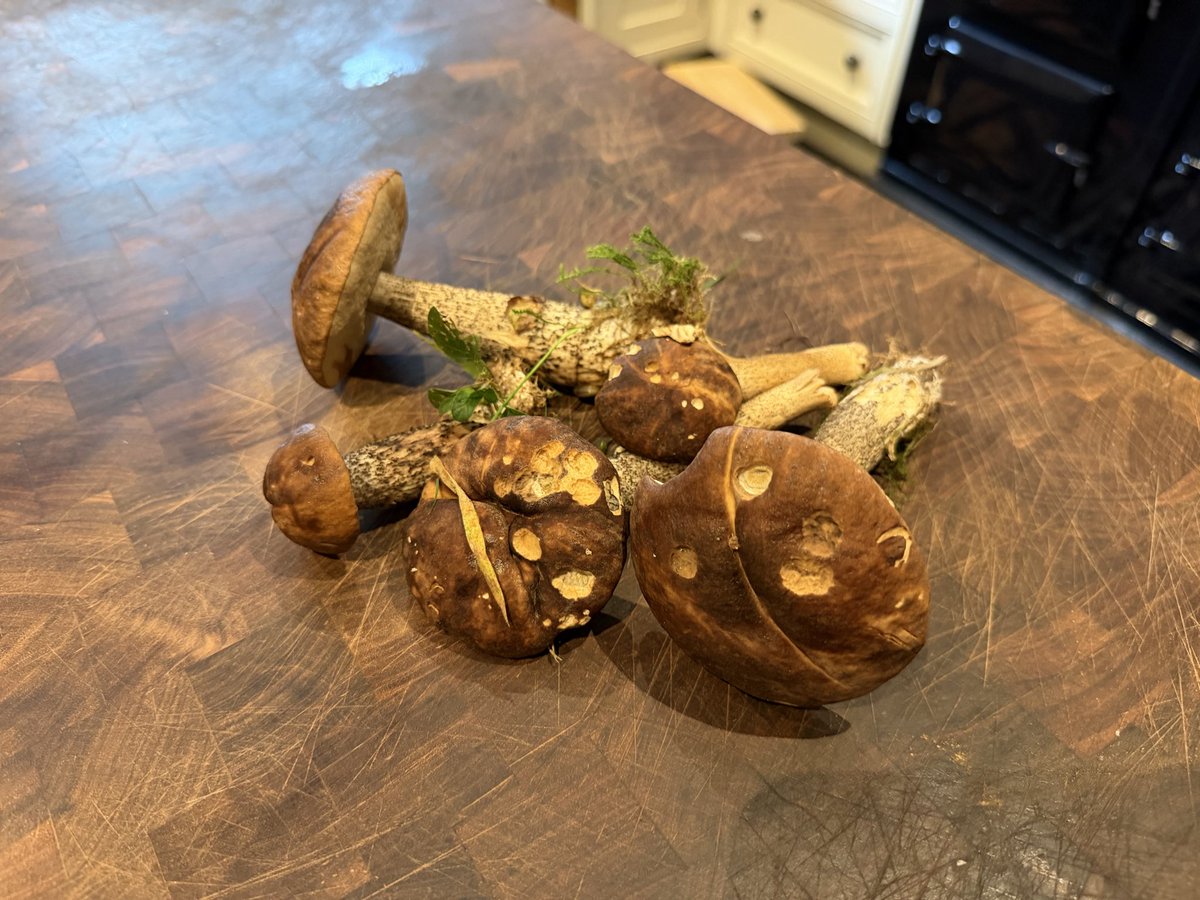 quantockenviro's tweet photo. Brown birch-bolete #mushrooms #Quantocks https://t.co/BTPJewctgA