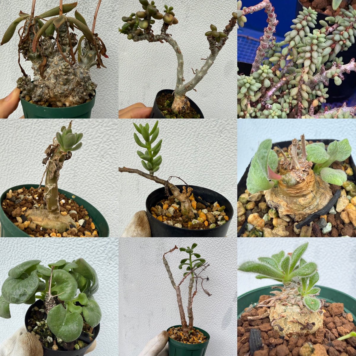 awn_plants's tweet photo. チレコドンの季節がやってきました◎
珍しいものもいろいろ出品していますので、見るだけでもぜひ覗いてみてください！

ヤフオクページへは、プロフィール欄のリンクからどうぞ🫱
よろしくお願いします😆🙏

#awn_tylecodon
#tylecodon #チレコドン https://t.co/4cOJdV2tSt