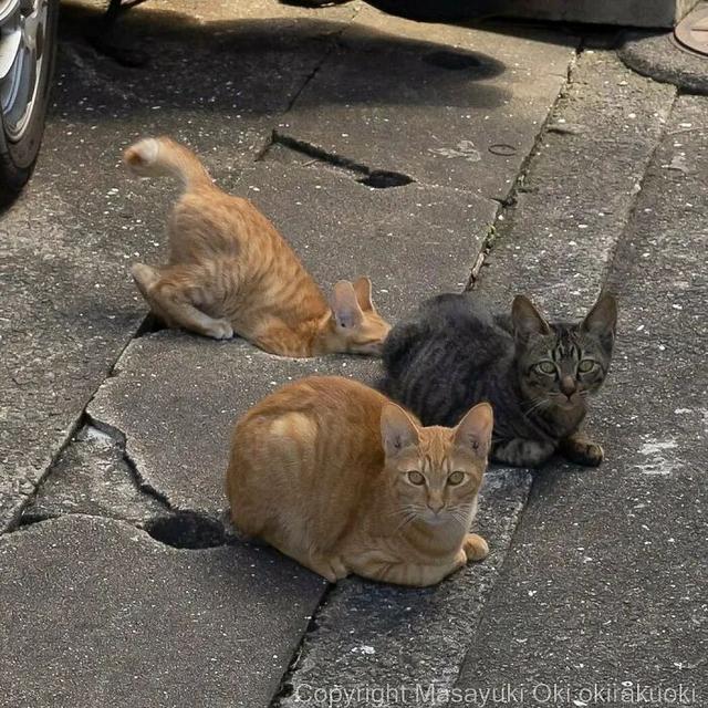 ottovan819747's tweet photo. Just caught this golden hour moment with a random street artist’s half-finished murals and a stray cat napping on a concrete ledge—city vibes hit different when you slow down. https://t.co/49qcib00u9