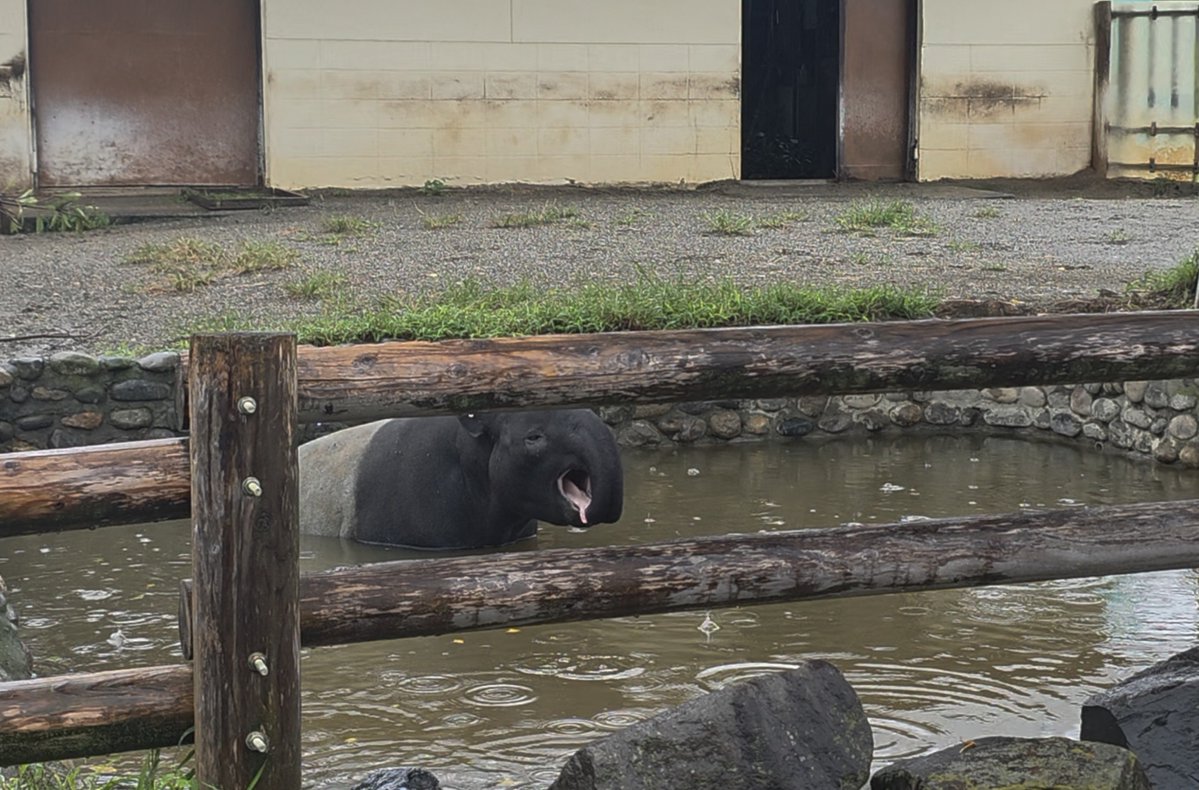 mika1728003's tweet photo. かわいかった動物たち🥰
水遊びをしていたバクさん
案外大きくてビックリだったレッサーパンダさん
寒くてお団子みたいに固まっていたワオキツネザルさん
猫みたいにお腹を見せてごろごろしていたライオンさん
すごいかわいい瞬間を動画に残せなかったのが残念すぎる😭 https://t.co/lVGGHt1WSL