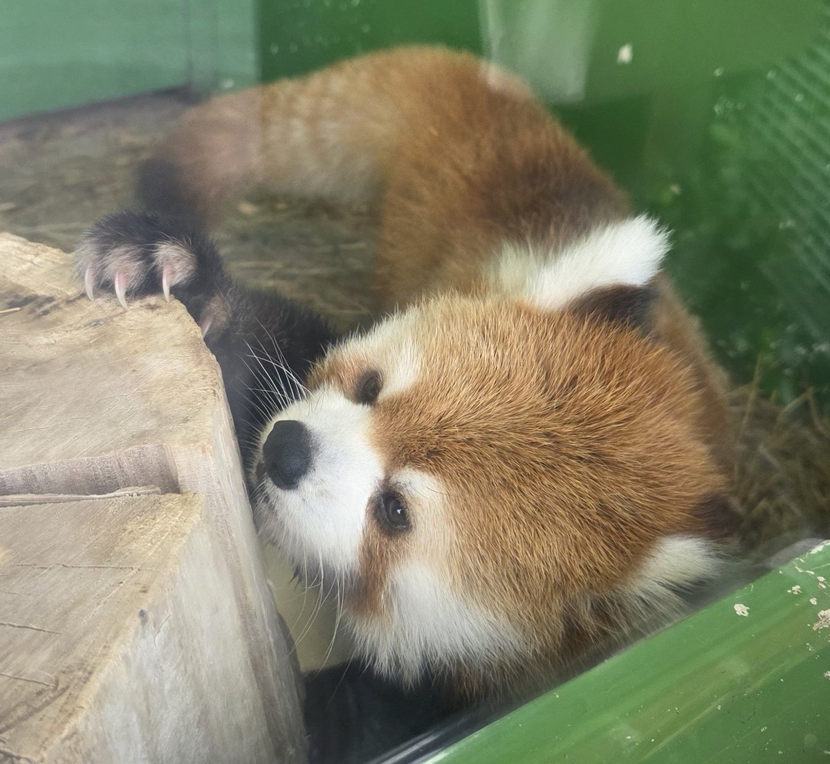 mika1728003's tweet photo. かわいかった動物たち🥰
水遊びをしていたバクさん
案外大きくてビックリだったレッサーパンダさん
寒くてお団子みたいに固まっていたワオキツネザルさん
猫みたいにお腹を見せてごろごろしていたライオンさん
すごいかわいい瞬間を動画に残せなかったのが残念すぎる😭 https://t.co/lVGGHt1WSL