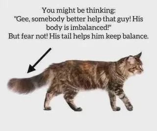 slugcatstimely's tweet photo. https://t.co/hjKfRL7YB6