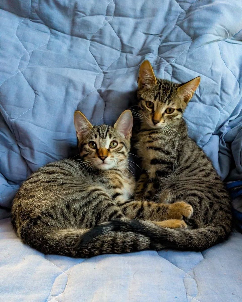 tiziana_55's tweet photo. Gattile di Cuneo,Otto e Biscotto !!
Nati fortunatamente in un contesto di casa, coccolati e amati dal primo giorno di vita!
X info 3491445712 x ADOTTARE https://t.co/mgZAXQtyIe